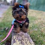 Lizzie Yorkie