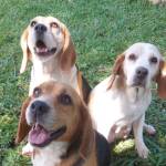 Meninas Beagles