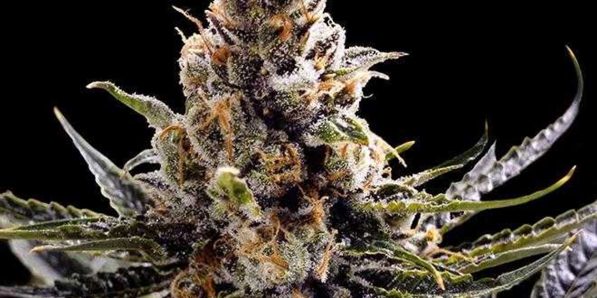 Easy and Fast Growing with Autoflower Marijuana Seeds from The Clone Conservatory