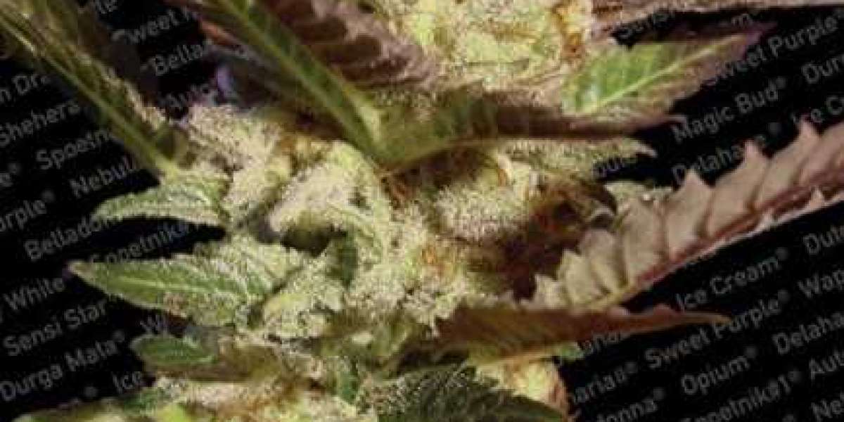 Trusted Source to Order Premium Cannabis Seeds – The Clone Conservatory